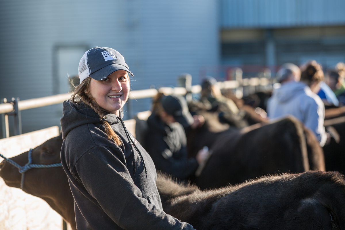 Students from the Block and Bridle Club work with cattle at Penn State, University Park, PA