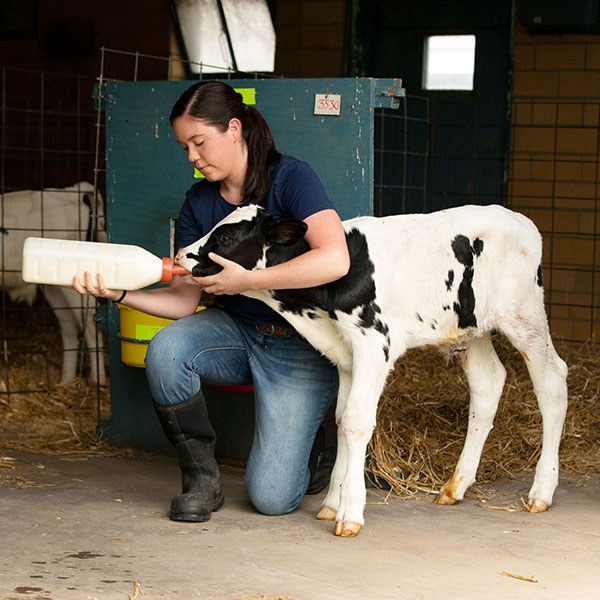 Animal science degree and career options