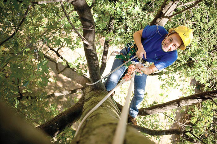 Arborists maintain trees and shrubs, improving the appearance, health, and value of trees.