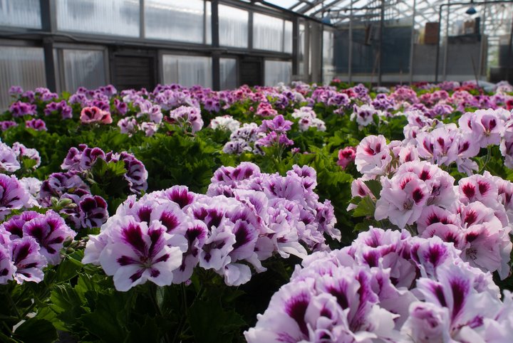 Horticulture Plant Science option is focused on the production and physiology of horticultural crops.