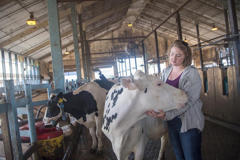 A student examines a Holstein cow.