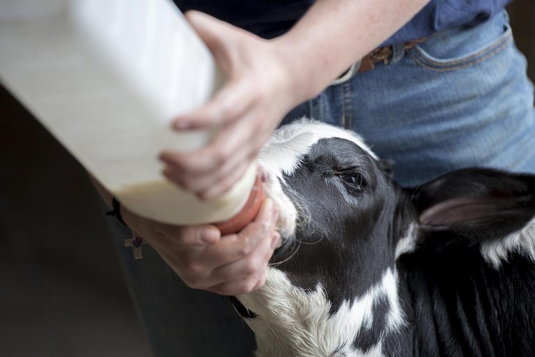 Bottle feeding a Holstein calf.
