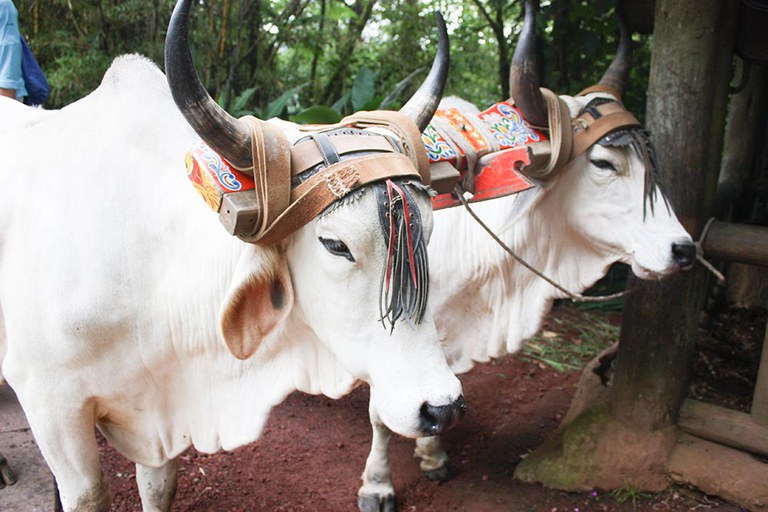 White ox with ornate yoke -- a wildlife grad’s photo memory from a study abroad.