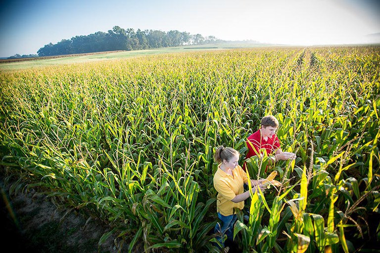 Corn harvester test drive