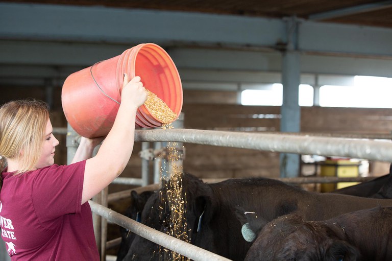 An animal science minor can take you on a career path to farm management, livestock breeding, and agribusiness.