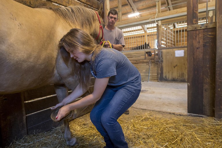 A Penn State Equine Science student examine a horse's hooves.