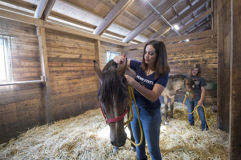 A Penn State Equine Science student adjusting the bridle of a horse.