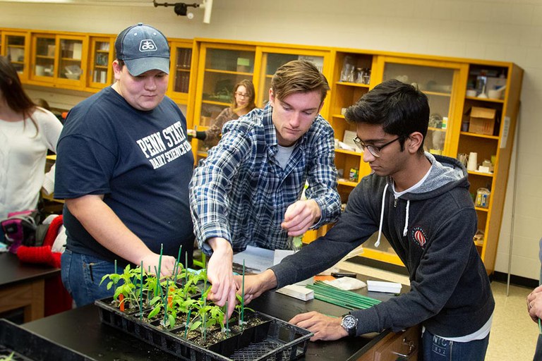 Penn State students transplanting seedlings.