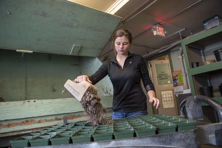 A horticulture student filling seedling trays with soil before replanting.