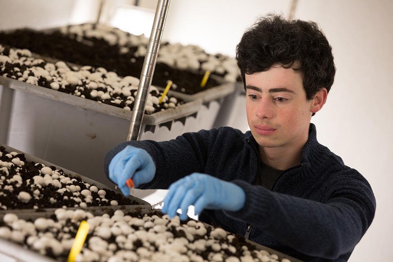 Penn State student growing mushrooms in the Mushroom Research Center.