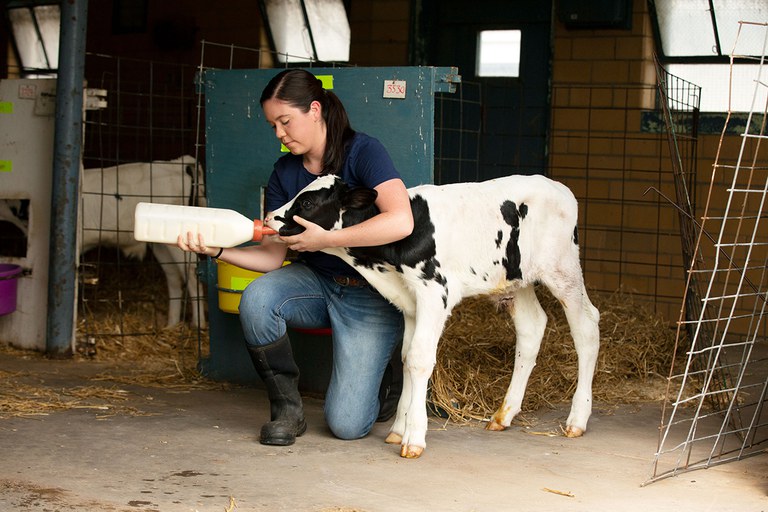 A Penn State student bottle feeding a calf.