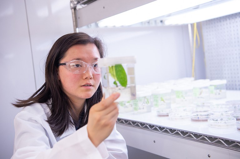 A Penn State student examining a plant in the lab.