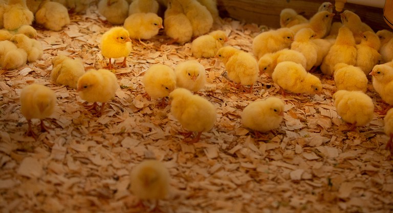 Newly hatched chicks at Penn State’s Poultry Education and Research Center.
