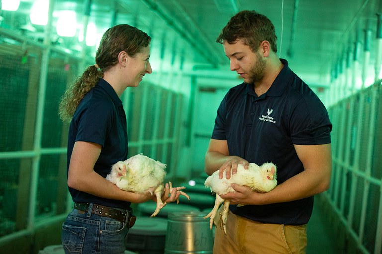 Poultry and avian science students inspecting hens.