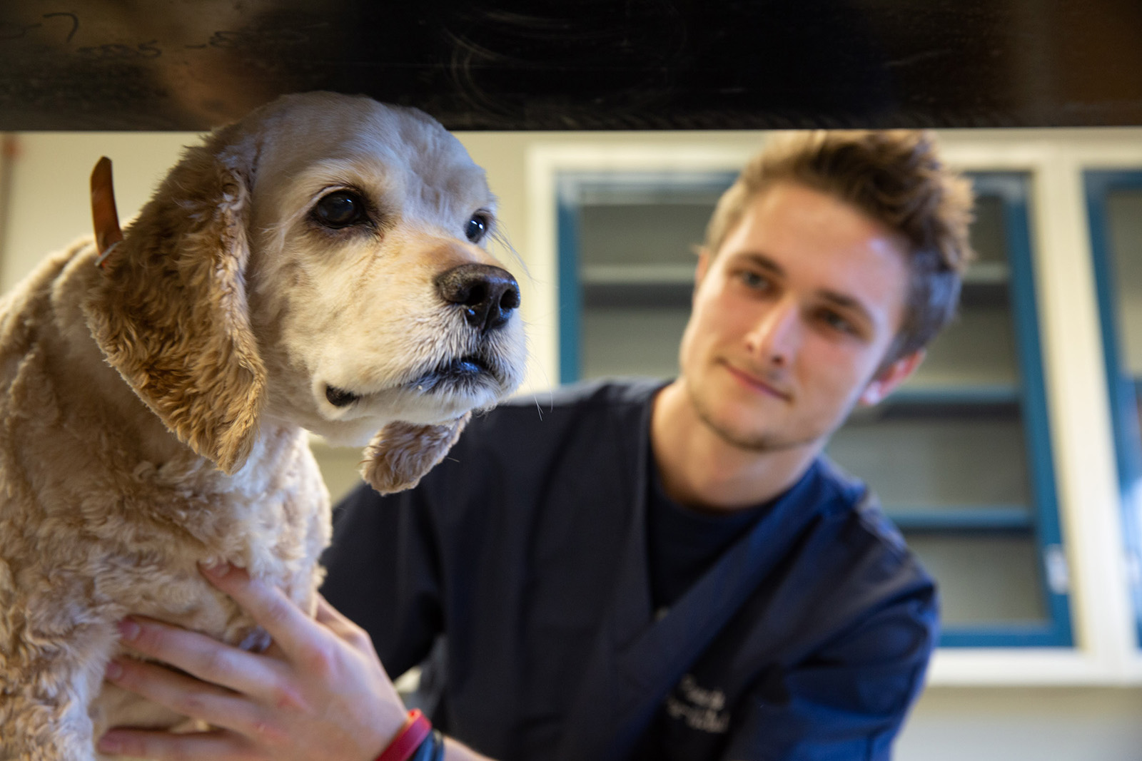 Interested in Becoming a Veterinarian? — Penn State College of Agricultural  Sciences