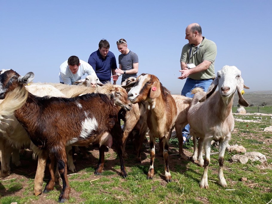 Who’s herding who? Students and professors herded goats during their spring break 2018 trip to Israel to learn how leadership requires constant communication. Left to right: Aiden Smith, Thomas Hannan, Benjamin Cutler and Mark Gagnon. Image by Anne Hoag.