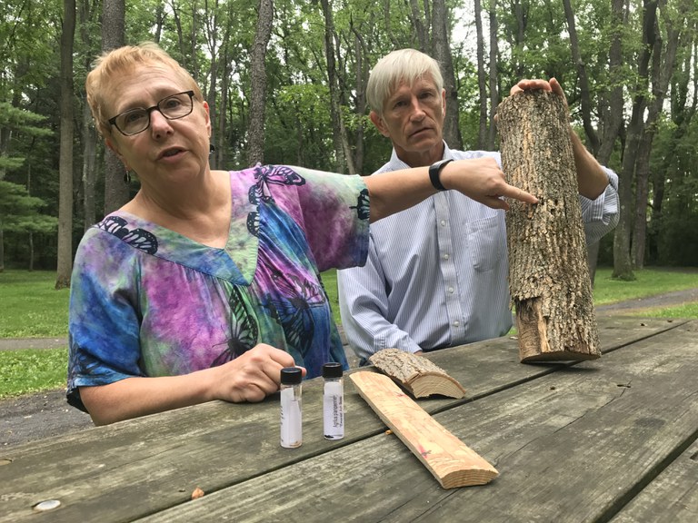 Penn State RAIN grant winners Dr. Kelli Hoover and Dr. John Janowiak show the damage to an ash log from the invasive emerald ash borer. 