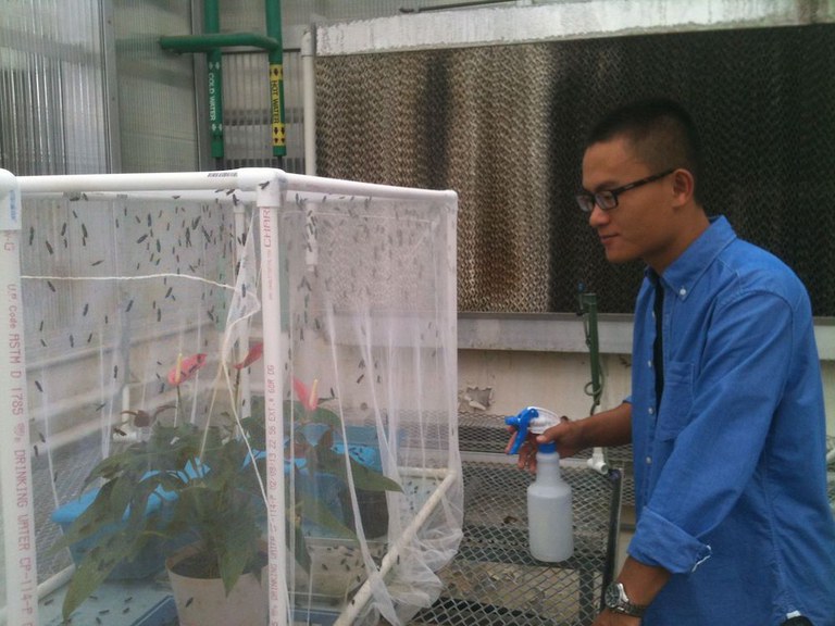 Fengchun "Spring" Yang, founder of Symton BSF, tends black soldier flies in September 2013 as a senior at the College of Agricultural Sciences.