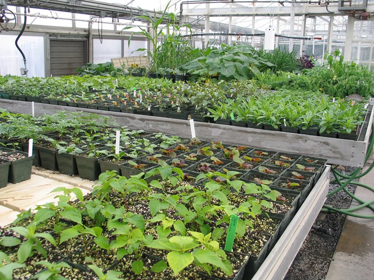 Sede de horticultura