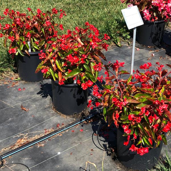 Begonia Dragon Wing® 'Red (seed)' from Penn State Trial Gardens