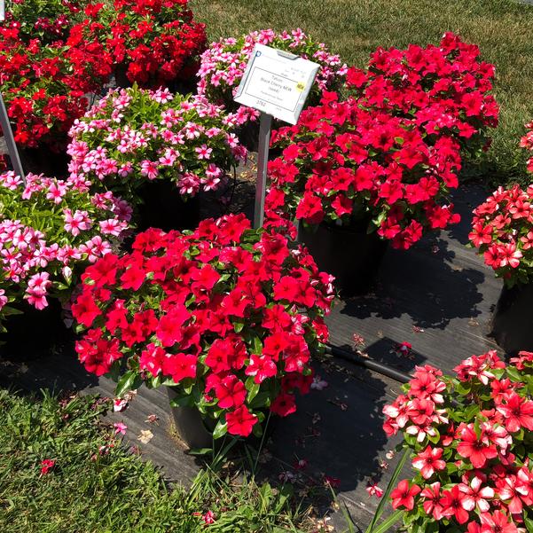 Vinca Catharanthus Tattoo Black Cherry seed from Penn State Trial  Gardens