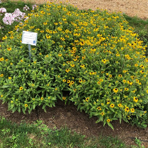 Rudbeckia American Gold Rush Ppaf From Penn State Trial Gardens