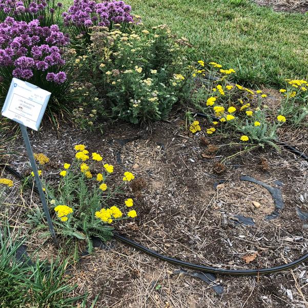 Achillea Little Moonshine Acbz0002 From Penn State Trial Gardens