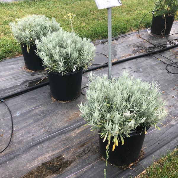 Helichrysum 'Silver Threads' from Penn State Trial Gardens