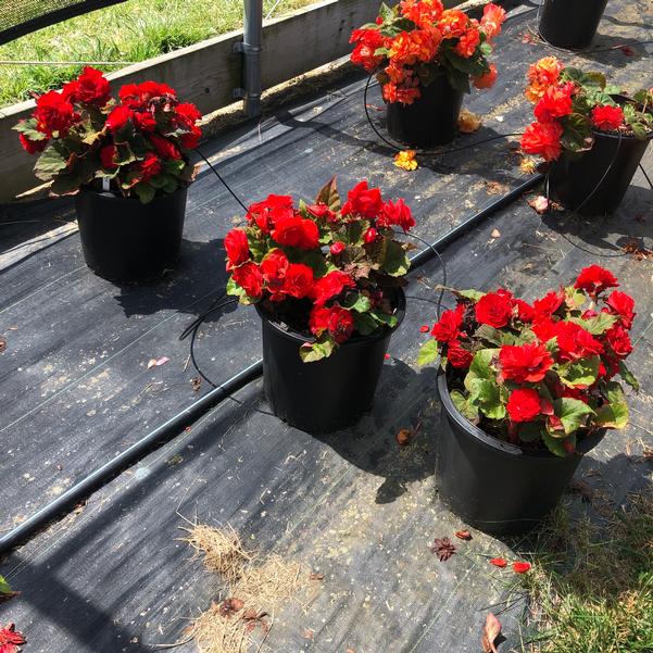 Begonia Prism 'Scarlet' from Penn State Trial Gardens