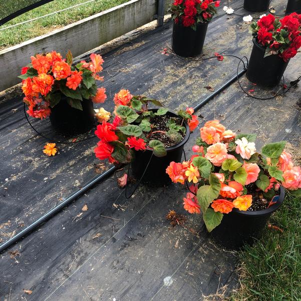 Begonia Prism 'Sunset' from Penn State Trial Gardens