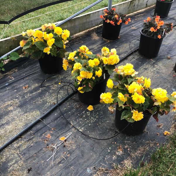 Begonia Prism 'Yellow' from Penn State Trial Gardens