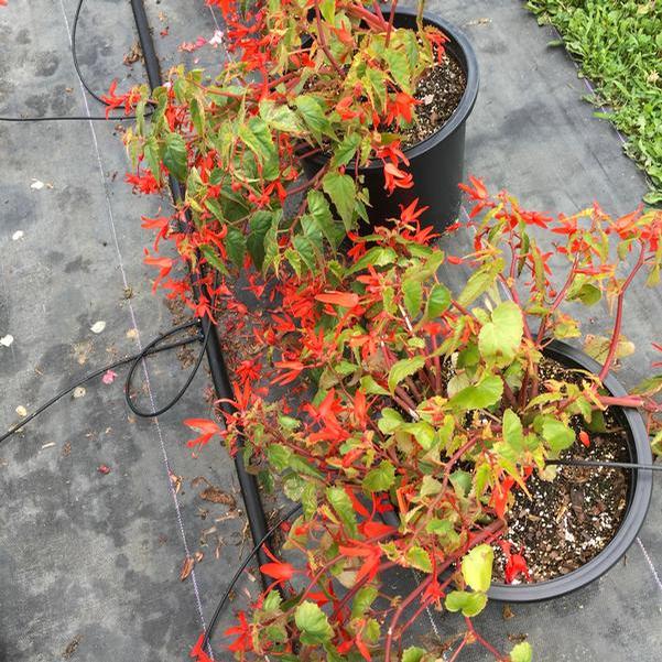 Begonia Santa Cruz seed from Penn State Trial Gardens