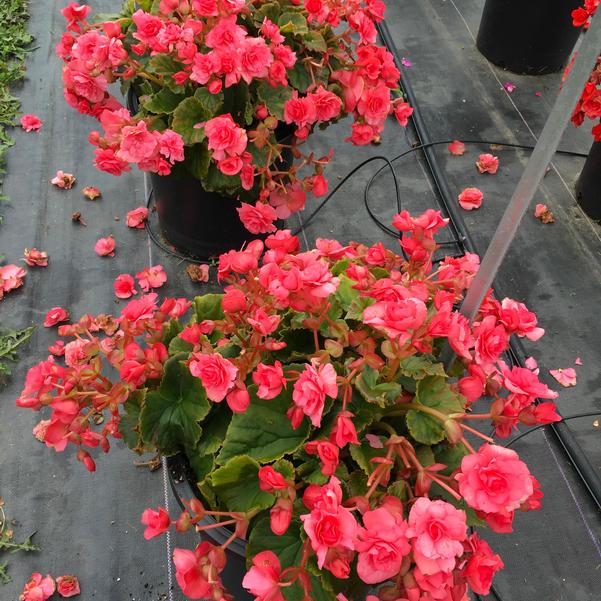 Begonia Solenia 'Light Pink' from Penn State Trial Gardens