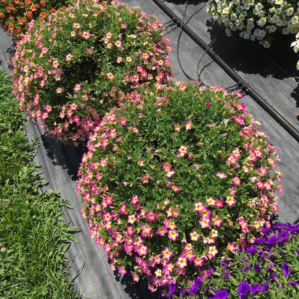 Calibrachoa Cha Cha Diva Hot Pink from Penn State Trial Gardens