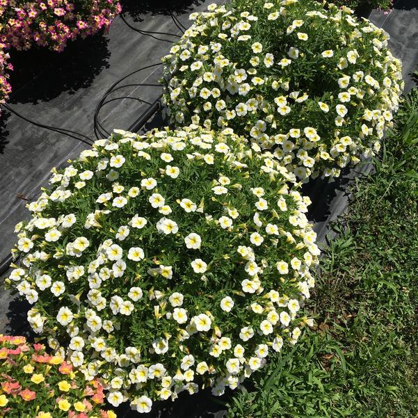 Calibrachoa Cha Cha Frosty Lemon from Penn State Trial Gardens