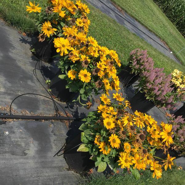 Rudbeckia 'Amarillo Gold (seed)' from Penn State Trial Gardens