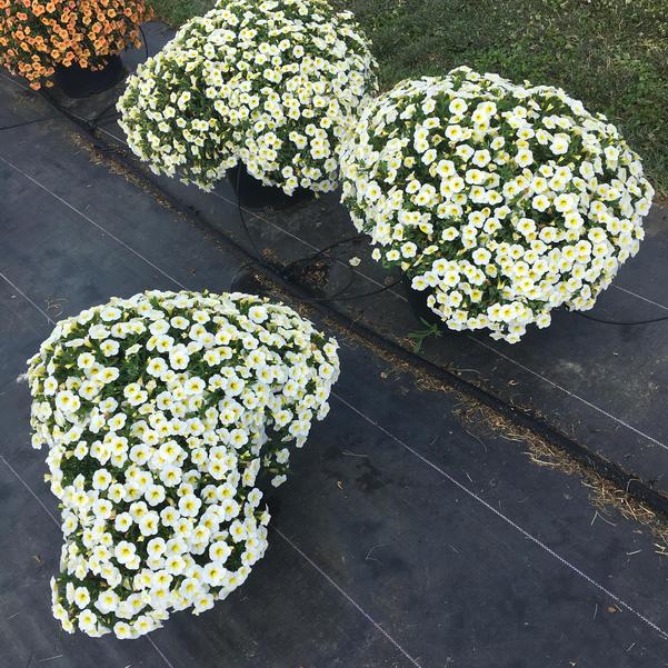 Calibrachoa Cha Cha Frosty Lemon from Penn State Trial Gardens