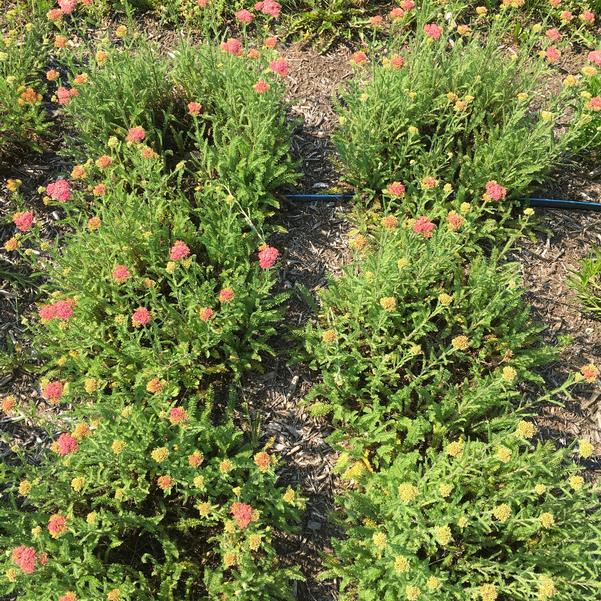 Skysail Bright Pink Yarrow