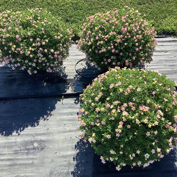 Calibrachoa Cha Cha Diva Hot Pink from Penn State Trial Gardens