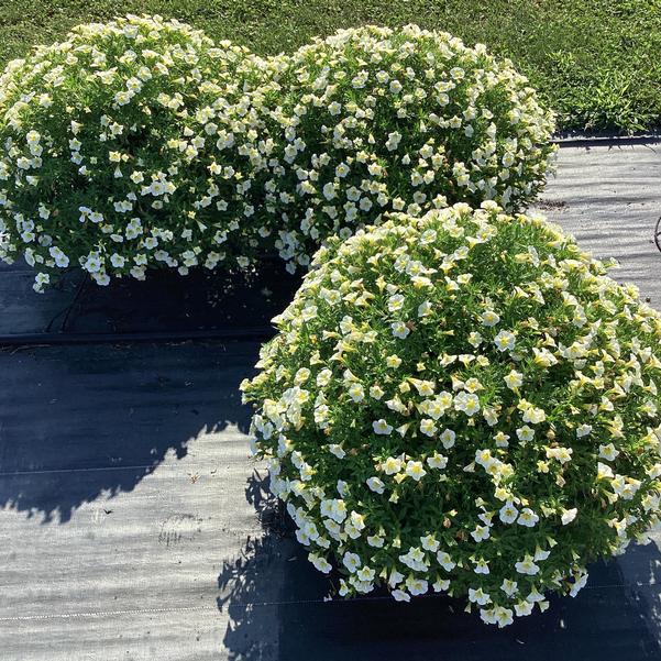 Calibrachoa Cha Cha Frosty Lemon from Penn State Trial Gardens