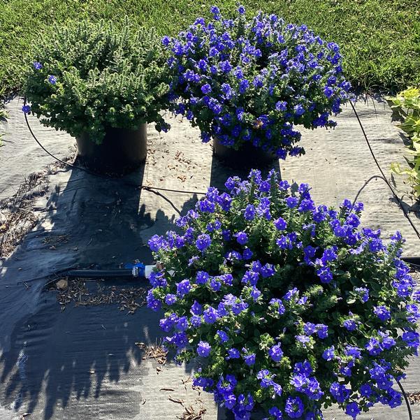 Evolvulus Beach Bum Blue: The Perfect Groundcover for Your Coastal Oasis