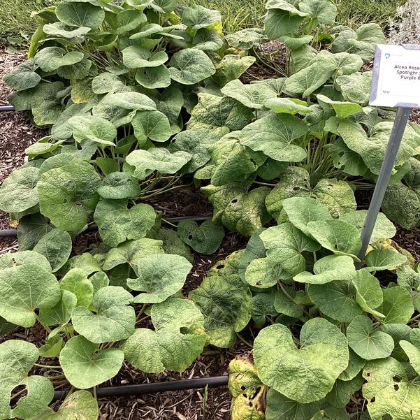 Hollyhock Alcea rosea Spotlight™ Sunshine from Growing Colors