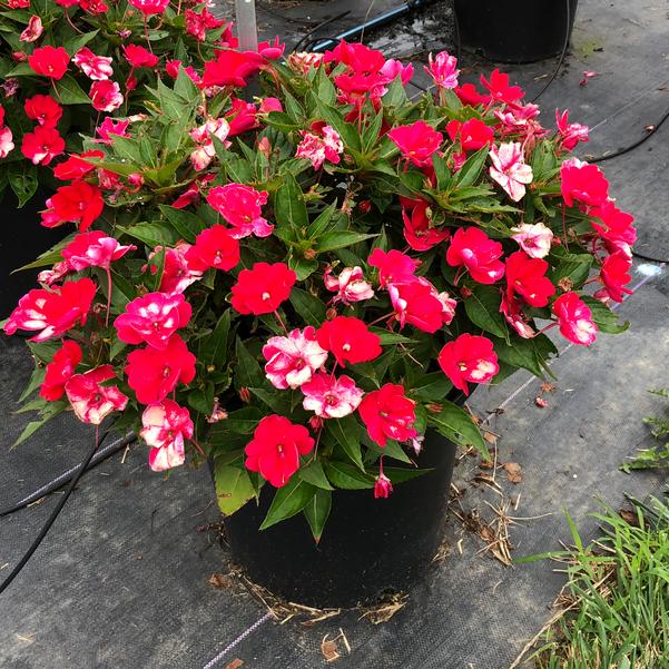 Impatiens - New Guinea SunStanding Helios 'Neon Red' from Penn State Trial  Gardens
