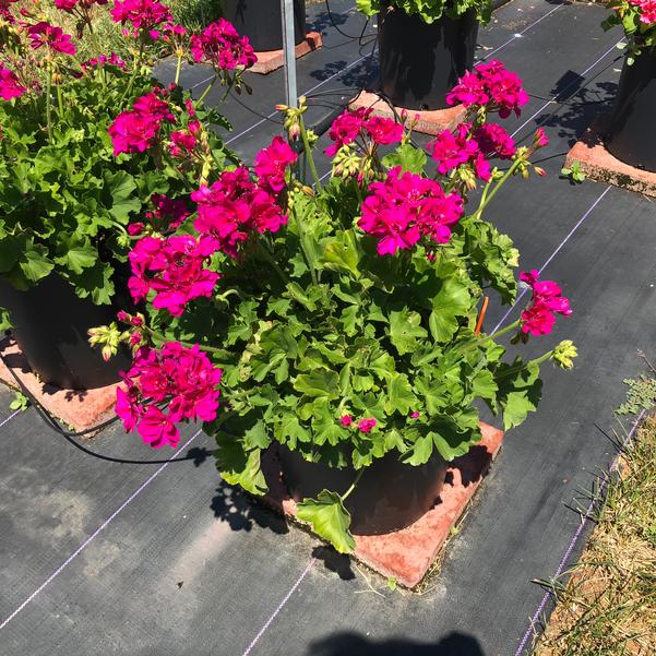 Calliope geraniums produce summer color  Mississippi State University  Extension Service