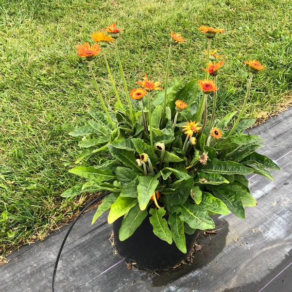 Gerbera Garvinea® 'Sweet Sunset®' from Penn State Trial Gardens