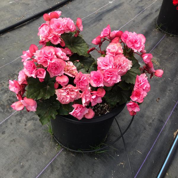 Begonia BK Collection 'Frivola Pink℗' from Penn State Trial Gardens