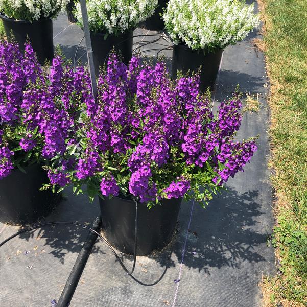 Angelonia Carita Purple from Penn State Trial Gardens