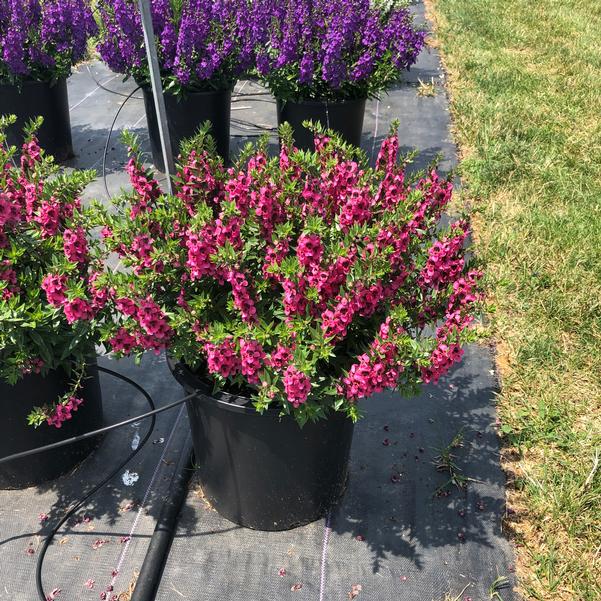 Angelonia Carita Raspberry from Penn State Trial Gardens