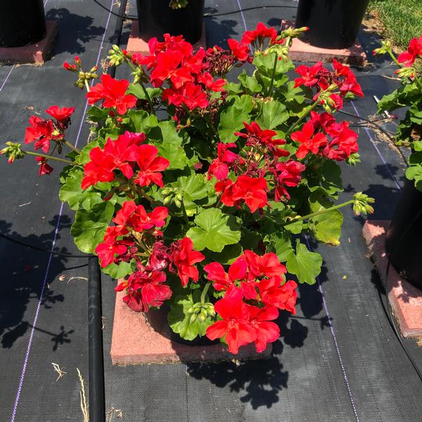 Calliope geraniums produce summer color  Mississippi State University  Extension Service