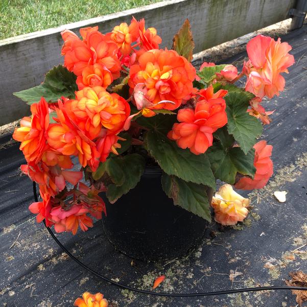 Begonia Prism 'Sunset' from Penn State Trial Gardens